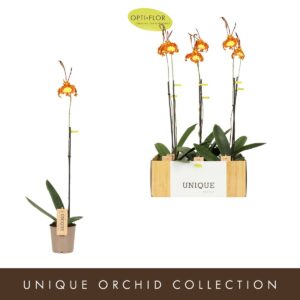 Orchideeen Psychopsis Green Valley
(6 Plants/Order)(12cmP 40cmH)