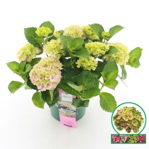 Hydrangea macrophylla other Magical® 'Jewel'® pink C5 (23cm.) Kn.
(1 Plants/Order)(23cmP 45cmH)