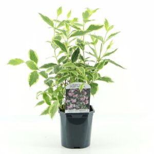Weigela florida Nana Variegata
(6 Plants/Order)(17cmP 40cmH)