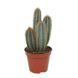 Cereus Pilosocereus odilensis 8,5 cm
(12 Plants/Order)(8.5cmP 12cmH)