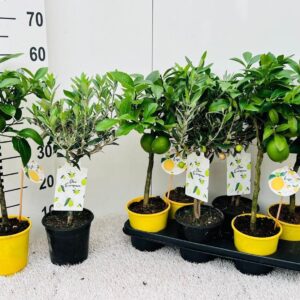 Citrus Algarve mix Olea on stem
(6 Plants/Order)(15cmP 55cmH)