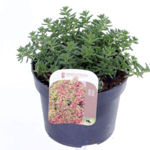 Sedum album Coral Carpet
(8 Plants/Order)(13cmP 20cmH)
