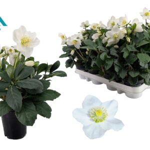 Helleborus niger Christmas Carol 9 cm XXL
(12 Plants/Order)(9cmP 24cmH)