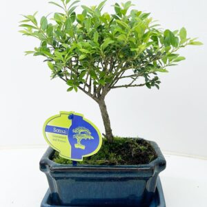 Ilex crenata 15 cm broom with drip tray
(8 Plants/Order)(16cmP 25cmH)
