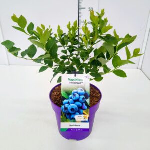 Vaccinium corymbosum Vaccinium cor. 'Sweetheart' PBR 40-60C5
(1 Plants/Order)(23cmP 60cmH)