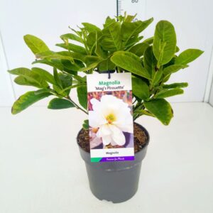 Magnolia Magnolia 'Mag's Pirouette' 80-100C7
(1 Plants/Order)(25cmP 100cmH)