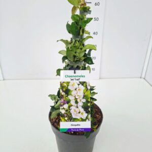 Chaenomeles x superba Jet Trail Chaenomeles s. 'Jet Trail' 40-50C5
(1 Plants/Order)(23cmP 60cmH)