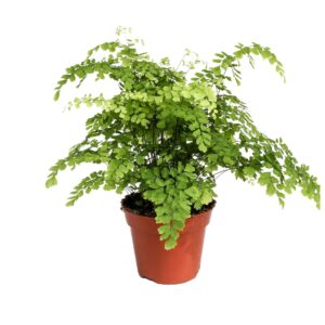 Adiantum Fragrans Adiantum Raddianum 'Fragrans' (6 Plants/Order)(17cmP 40cmH)