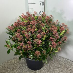 Skimmia Japonica Antarctica'
(1 Plants/Order)(31cmP 65cmH)