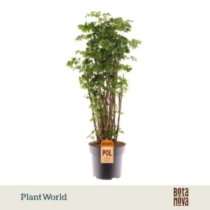 Polyscias Roble busch
(1 Plants/Order)(24cmP 90cmH)