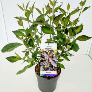 Cornus alba Cornus alba 'Nightfall' 50-60C5
(1 Plants/Order)(23cmP 70cmH)