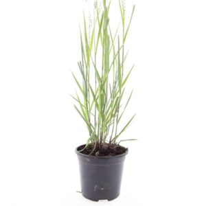 Panicum virgatum Heavy Metal
(8 Plants/Order)(14cmP 10cmH)