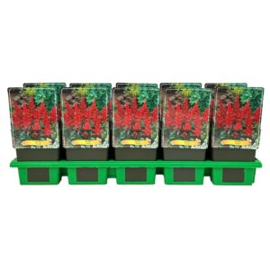 Astilbe Fanal
(10 Plants/Order)(11cmP 25cmH)