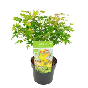 Acer palmatum Little Princess
(1 Plants/Order)(19cmP 55cmH)