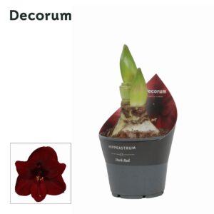 Hippeastrum Amaryllis Dark Red 2 bud
(7 Plants/Order)(14cmP 25cmH)
