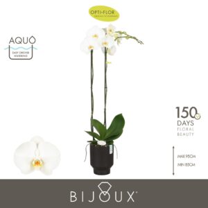 Phalaenopsis white more Ripsen Bijoux Diamond 2 spike in Emilia Dark Brown Aquo
(3 Plants/Order)(15cmP 90cmH)