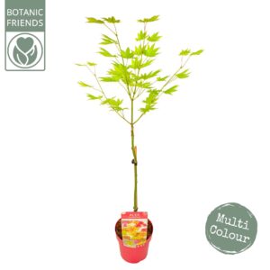 Acer shirasawanum Acer shirasawanum 'Moonrise' ®  (5 Plants/Order)(19cmP 90cmH)