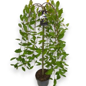 Salix caprea Kilmarnock 80cm stam C5/P23
(1 Plants/Order)(23cmP 120cmH)