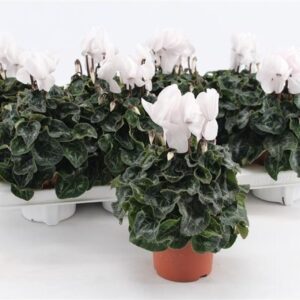 Cyclamen Super Serie Allure Midi White
(8 Plants/Order)(10.5cmP 20cmH)