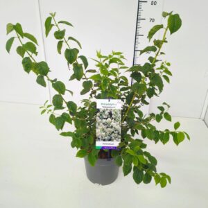 Philadelphus coronarius Philadelphus 'Schneesturm' 60-80C5
(1 Plants/Order)(23cmP 80cmH)