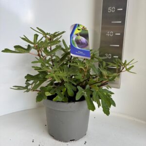 Ficus carica Rouge de Bordeaux'
(1 Plants/Order)(23cmP 35cmH)