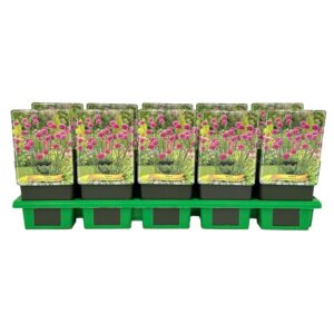 Armeria pseud Ballerina Purple Rose' P11
(10 Plants/Order)(11cmP 25cmH)