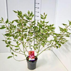 Cornus alba Cornus alba 'Miracle' 50-60C5
(1 Plants/Order)(23cmP 70cmH)