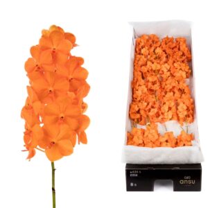Vanda Natcha Princess Orange Vanda 24 spike Princess orange
(24 Plants/Order)(cmP 15cmH)