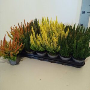 Calluna Skyline Calluna Skyline mix- Colours gemixt per tray
(18 Plants/Order)(9cmP 15cmH)
