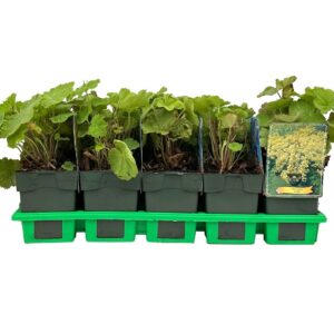 Alchemilla mollis
(10 Plants/Order)(11cmP 25cmH)