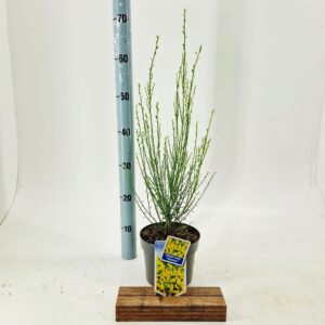 Cytisus Vanesse scoparius
(1 Plants/Order)(17cmP 60cmH)