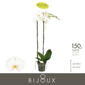 Phalaenopsis white more Ripsen Bijoux Diamond 2 spike
(4 Plants/Order)(15cmP 100cmH)