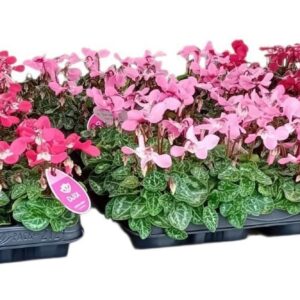 Cyclamen Super Serie Djix Cyclamen Super Serie Djix mixlaag
(12 Plants/Order)(7cmP 15cmH)