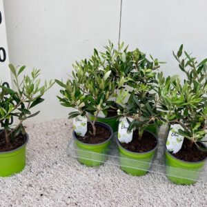 Olea europaea Olea europaea mini-stem
(9 Plants/Order)(12cmP 30cmH)