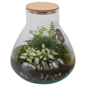 Arrangementen PTTER8122 Arrangement terrarium in glazen terrarium
(2 Plants/Order)(22cmP 25cmH)