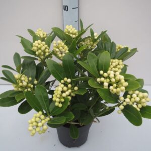 Skimmia japonica OBerries White
(3 Plants/Order)(15cmP 36cmH)