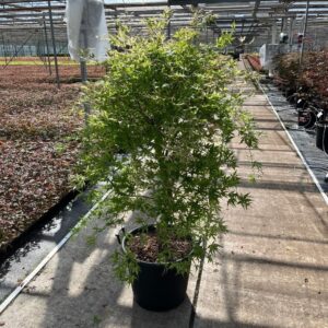 Acer palmatum Ukigumo
(1 Plants/Order)(50cmP 120cmH)