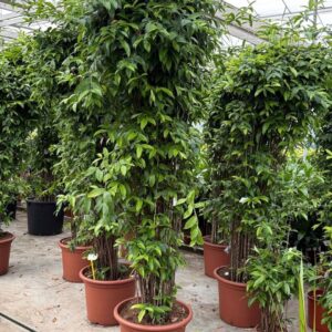 Dracaena surculosa
(1 Plants/Order)(60cmP 280cmH)