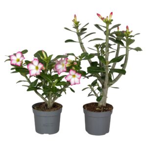 Adenium Adenium Obesum mix
(6 Plants/Order)(13cmP 25cmH)