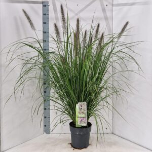 Pennisetum alopecuroides Black Beauty'
(1 Plants/Order)(23cmP 125cmH)