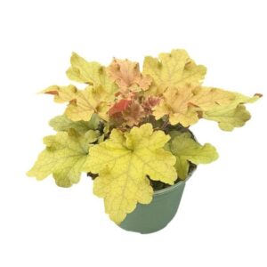 Heuchera Marmelade'
(1 Plants/Order)(17cmP 25cmH)