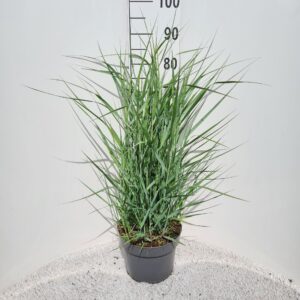 Panicum virgatum Prairie Sky P26
(1 Plants/Order)(26cmP 120cmH)