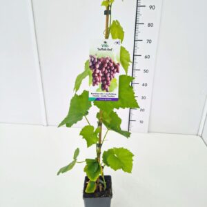 Vitis other white Vitis 'Suffolk Red' 80CMC2
(10 Plants/Order)(17cmP 100cmH)