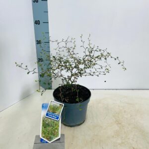 Sophora Little Baby prostata
(1 Plants/Order)(17cmP 35cmH)