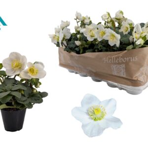 Helleborus niger Christmas Carol 6 cm XL
(20 Plants/Order)(6cmP 14cmH)