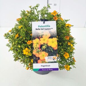 Potentilla Bella Sol Potentilla frut. 'Bella Sol' 25-30C3
(1 Plants/Order)(19cmP 45cmH)