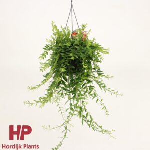 Aeschynanthus Japhrolepis Aeschynanthus 'Japhrolepis' (7 Plants/Order)(15cmP 35cmH)