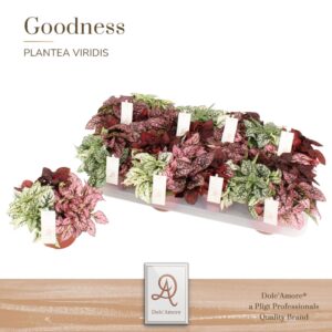 Hypoestes TRIO P12 Dolc'Amore® Etiket
(8 Plants/Order)(12cmP 14cmH)