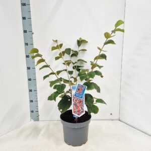 Hamamelis x intermedia Feuerzauber
(1 Plants/Order)(23cmP 70cmH)