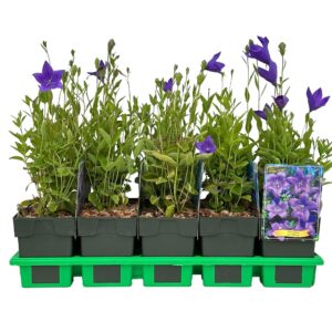 Platycodon grandiflorus
(10 Plants/Order)(11cmP 25cmH)